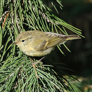 Brooks's Leaf Warbler